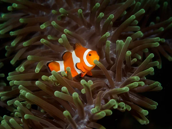 Clownfische verstecken sich in Anemone — Stockfoto