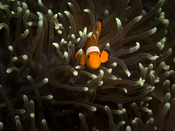 Winziger Clownfisch mit Anemonenkoralle — Stockfoto