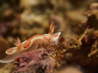 Omurgasızını-Slug sualtı