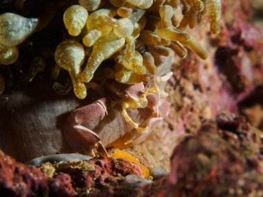 Porselen Yengeç anemon üzerinde