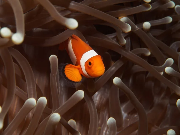 Nemo - Peixe palhaço na Anêmona — Fotografia de Stock