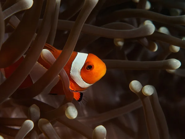 Nemo - Peixe-palhaço Peixe na Anêmona — Fotografia de Stock