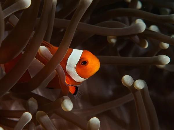 Némó nyomában - az Anemone halak bohóchal — Stock Fotó