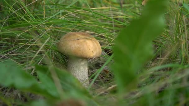 Közelkép egy kis gombáról, ami a fűben nő.. — Stock videók