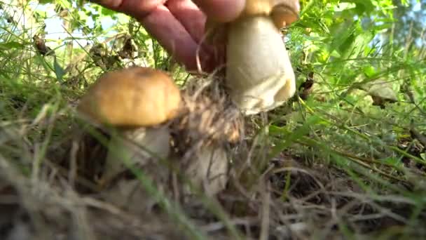 Svampplockaren skär en grupp svampar med kniv. Närbild. — Stockvideo