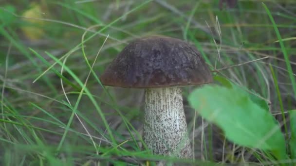 Close-up de um cogumelo crescendo na grama. — Vídeo de Stock