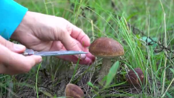 De paddenstoelenplukker snijdt een groep paddenstoelen met een mes. Close-up. — Stockvideo