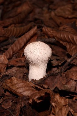 Kuru yaprakların arasında dikenli mantar..