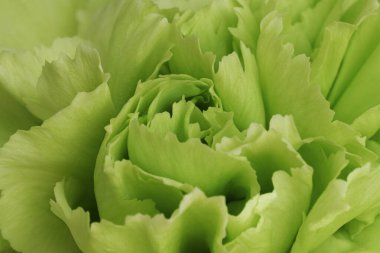 Yeşil Karanfil Çiçeği Doku Arkaplanı. Makro fotoğrafçılık.