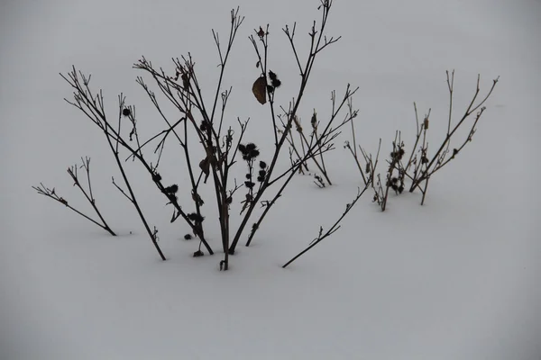 Suche gałęzie Bush pod śniegiem. — Zdjęcie stockowe