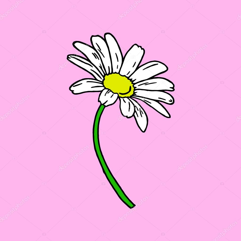 Daisy on a pink background. Daisy logo. Daisy icon. Daisy art. Daisy  nature. Daisy objects. Daisy poster. Daisy card. Daisy color. Daisy  bouquet. Daisy cartoon. Daisy cute. Daisy flowers. Daisy vector Stock