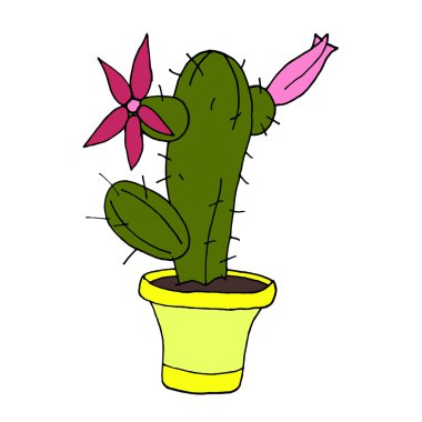 Beyaz arka planda kaktüs. Kaktüs tasarımı. Kaktüs dokusu. Kaktüs rengi. Kaktüs iç mekanları. Kaktüs sancağı. Kaktüs posteri. Kaktüs karikatürü. Kaktüs manzarası. Kaktüs Meksikası. Kaktüs illüstrasyon. Kaktüs 