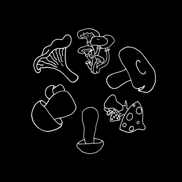 Mushrooms set on a black background. Mushroom set. Mushroom collection. Mushroom design. Mushroom food. Mushroom icon. Mushroom art. Mushroom logo. Mushroom cartoon. Mushroom vector. Mushroom poster.