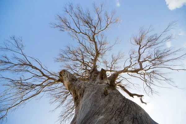 Mavi gökyüzüne karşı büyük bir ölü ağaç. — Stok fotoğraf