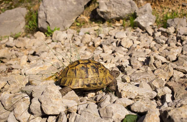 Tortuga terrestre arrastrándose sobre rocas en condiciones naturales . — Foto de Stock