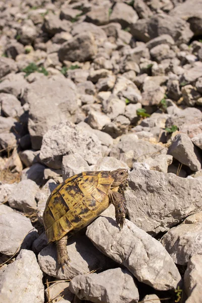 Mark sköldpadda kryper på stenar under naturliga förhållanden. — Stockfoto