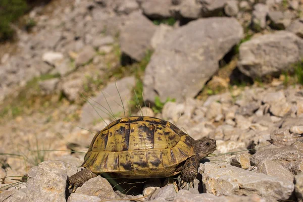 Земляные черепахи ползают по скалам в естественных условиях . — стоковое фото