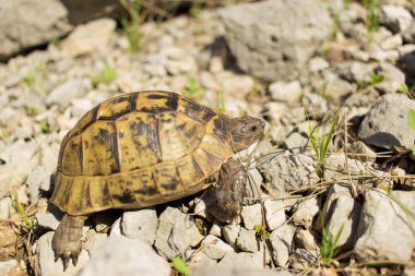 Doğal koşullarda buzlu sürünerek kara kaplumbağa.