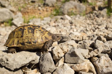 Doğal koşullarda buzlu sürünerek kara kaplumbağa.