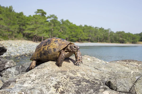 Land turtle crawling on rocks in natural conditions. — Stock Image Land turtle crawling on rocks in natural conditions. Stock Picture