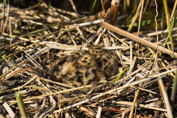 Nido di uccelli in habitat naturale . — Foto Stock