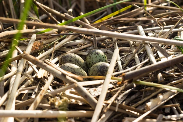 Птичье гнездо в естественной среде обитания . — стоковое фото