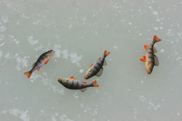 Winterangeln auf Fischbarsch. — Stockfoto