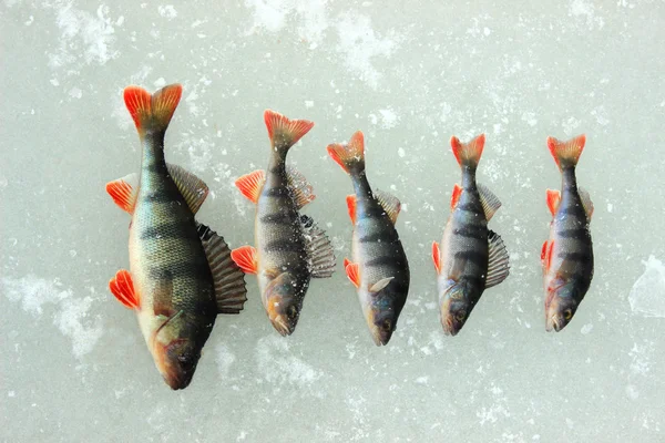 Zimowe połowów ryb okonie. — Zdjęcie stockowe