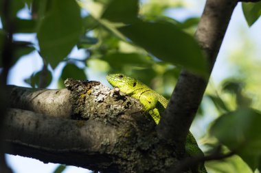 Güzel kertenkele vahşi bir ağaçta oturuyor.