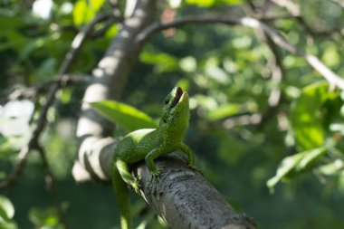 Güzel kertenkele vahşi bir ağaçta oturuyor.