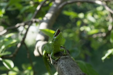 Güzel kertenkele vahşi bir ağaçta oturuyor.
