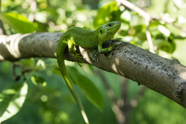 Hermosa lagartija sentada en un árbol en la naturaleza . — Foto de Stock