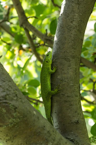 Hermosa lagartija sentada en un árbol en la naturaleza . — Foto de Stock