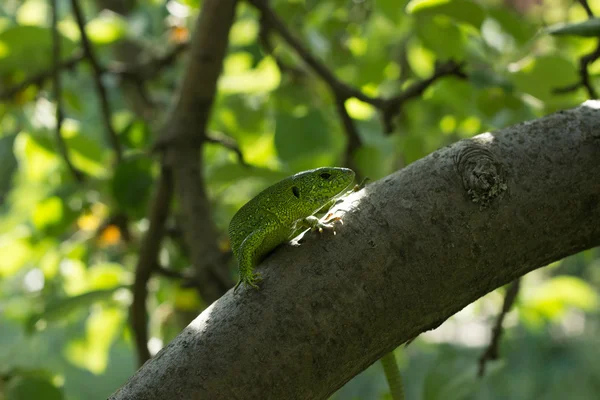 Hermosa lagartija sentada en un árbol en la naturaleza . — Foto de Stock
