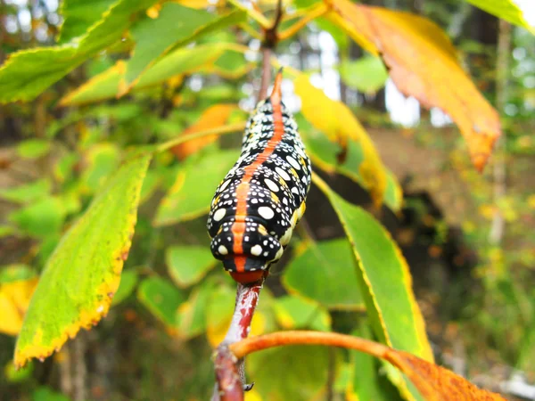 Bela lagarta, que está localizado em um galho de árvore — Fotografia de Stock