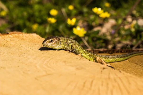 Schöne Eidechse sitzt auf einem Baum in freier Wildbahn. — Stockfoto