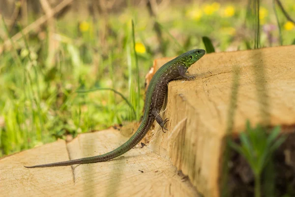 Beautiful lizard sitting on a tree in the wild. — Stock Photo, Image