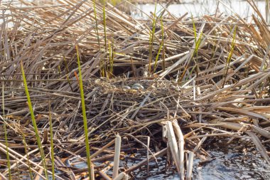 Kuş yuvası doğal ortamlarında.
