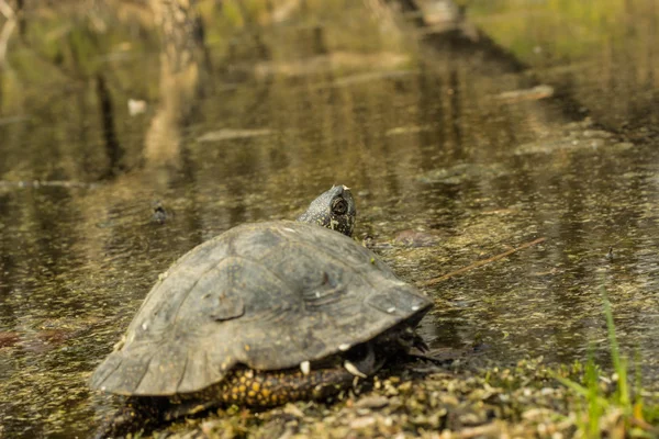 Schildkröte sitzt auf einem Baumstamm neben dem Teich in vivo. — Stockfoto