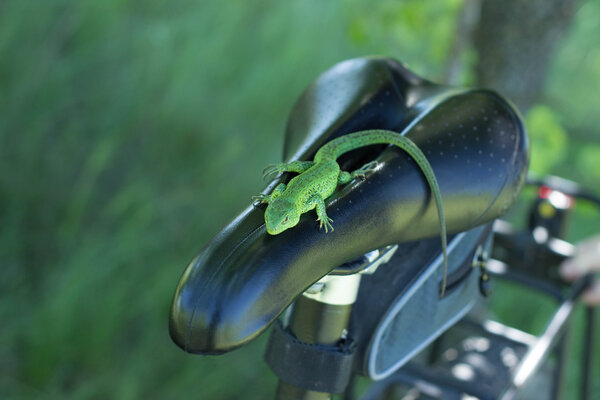 Lizard sitting on a mountain-bikein the countryside. Royalty Free Stock Photos