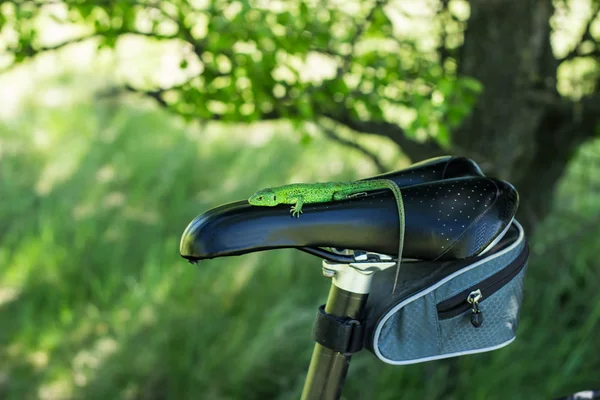 Ödla sitter på en mountainbike ridning på landsbygden. — Stockfoto