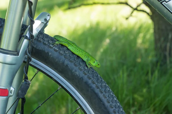 坐在乡下骑山地自行车上的蜥蜴 — 图库照片
