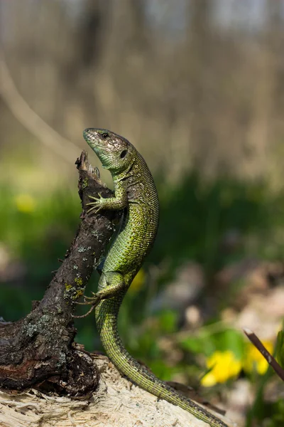 Beautiful lizard sitting on a tree in the wild. — Stock Photo, Image