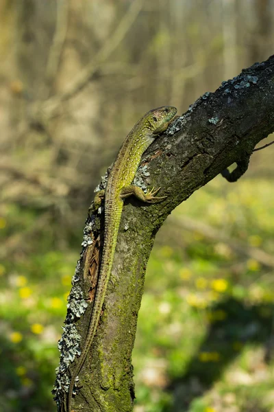坐在一棵树在野外的美丽蜥蜴. — 图库照片