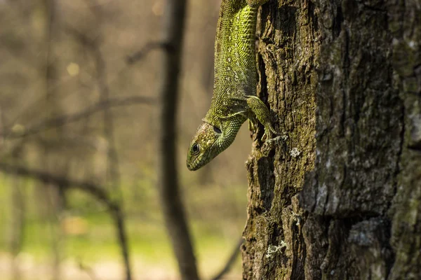 Lagarto bonito sentado em uma árvore na natureza . — Fotografia de Stock