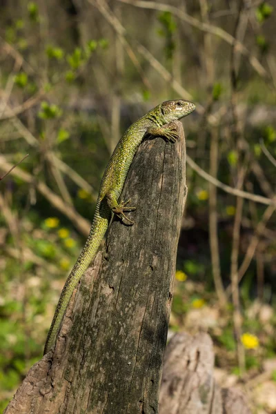 Lagarto bonito sentado em uma árvore na natureza . — Fotografia de Stock