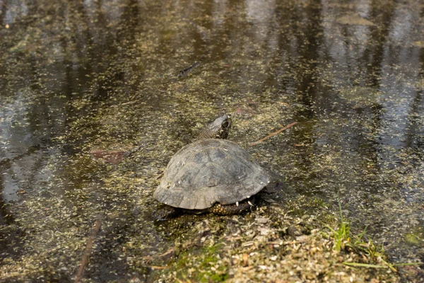 Turtle sitter på en stock bredvid dammen i vivo. — Stockfoto