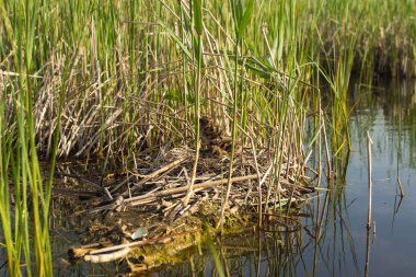 Kuş yuvası doğal ortamlarında. Kuş yuvası doğal ortamlarında.