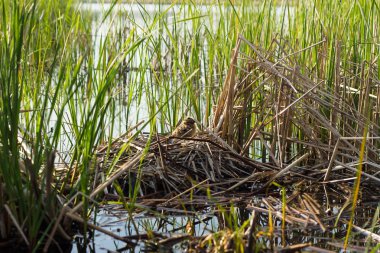 Kuş yuvası doğal ortamlarında. Kuş yuvası doğal ortamlarında.