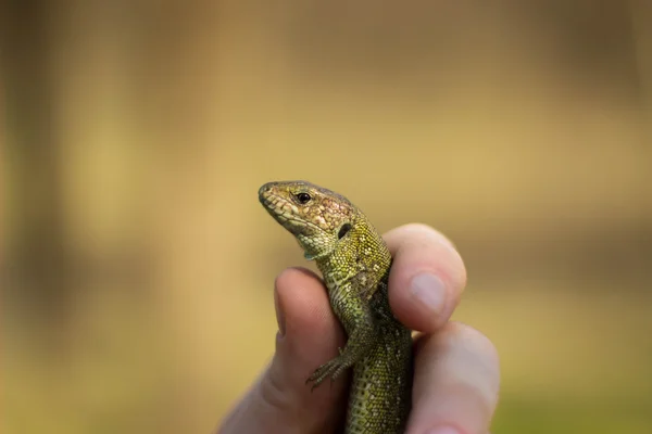 Schöne Eidechse sitzt auf einem Baum in freier Wildbahn. — Stockfoto